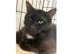 Adopt Salem a Domestic Longhair / Mixed (long coat) cat in Lunenburg