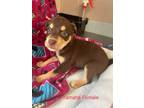 Adopt Yamaha a Brown/Chocolate - with Tan Terrier (Unknown Type