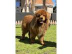Adopt Ulfsaar a Red/Golden/Orange/Chestnut Tibetan Mastiff / Mixed dog in La
