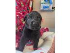 Adopt Suzuki a Black Terrier (Unknown Type, Medium) / Mixed dog in Palos