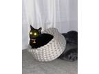 Adopt Vlad a All Black Domestic Shorthair / Mixed (short coat) cat in Tucson