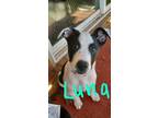 Adopt Luna a White - with Black Australian Cattle Dog / Mixed dog in