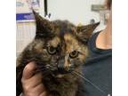 Adopt Ruthin a Domestic Shorthair / Mixed cat in Salisbury, MD (41483183)