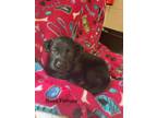Adopt Busa a Black Terrier (Unknown Type, Medium) / Mixed dog in Palos Heights