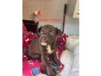 Adopt Aprilla a Brown/Chocolate - with Tan Terrier (Unknown Type