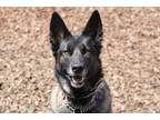 Adopt Espen a Belgian Malinois / Mixed dog in Napa, CA (41487117)