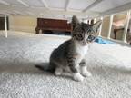 Adopt Tom Kitten a Brown Tabby Tabby / Mixed (short coat) cat in Parker