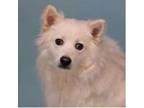 Adopt Berry a White American Eskimo Dog / Mixed dog in Newport, KY (41506361)