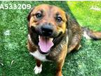 Adopt SHELTER IS FULL a Brown/Chocolate - with White Australian Cattle Dog /