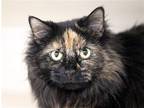 Adopt GIRDY a Tortoiseshell Domestic Mediumhair / Mixed (medium coat) cat in