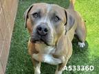 Adopt SHELTER IS FULL a Tan/Yellow/Fawn - with White Pit Bull Terrier / Mixed
