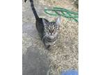 Adopt Yasmin a Spotted Tabby/Leopard Spotted Tabby / Mixed (short coat) cat in