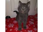 Adopt Pix a Gray or Blue Domestic Shorthair / Mixed (short coat) cat in Brea