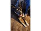 Adopt Bron a Brown/Chocolate - with Tan Cane Corso / Mixed dog in New York