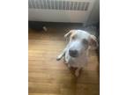 Adopt Odin a White - with Brown or Chocolate Bluetick Coonhound / Beagle / Mixed