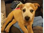 Adopt Jolene a Brown/Chocolate - with White Mutt / Mixed dog in Bell