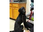 Adopt Sammy a Black Labradoodle / Mixed dog in Dunkirk, NY (41512686)