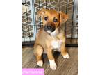 Adopt Marianne a Tan/Yellow/Fawn - with White Blue Heeler / Hound (Unknown Type)