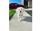 Adopt Peeta a White Bichon Frise / Mixed dog in Louisville, KY (41503231)