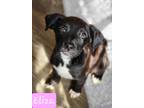Adopt Eliza a Black - with White Blue Heeler / Hound (Unknown Type) / Mixed dog