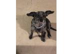 Adopt Amy a Black - with Gray or Silver Chiweenie / Mixed dog in Sealy