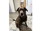 Adopt Chalupa a Brown/Chocolate Labrador Retriever / Mixed dog in Bremerton