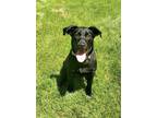 Adopt Shayla a Labrador Retriever / Mixed dog in Germantown, OH (41512643)