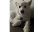 Adopt Snowball a White American Eskimo Dog / Mixed dog in Austin, TX (41512640)