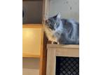 Adopt Mater a Gray or Blue Domestic Longhair / Mixed (long coat) cat in Dayton