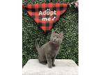 Adopt PHIL a Gray or Blue Domestic Mediumhair / Mixed (medium coat) cat in