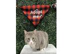 Adopt RIGGINS a Gray or Blue Domestic Shorthair / Mixed (short coat) cat in