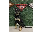Adopt ARCHIE a Black Rottweiler / German Shepherd Dog / Mixed dog in Grasswood