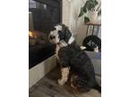 Adopt Nova a Black - with White Poodle (Standard) / Border Collie / Mixed dog in