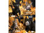 Adopt Cookies a Black & White or Tuxedo Domestic Shorthair (short coat) cat in