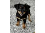 Adopt Meeny - The Tag Babies a Mixed Breed (Small) / Mixed dog in Frederick