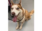 Adopt LUNA a Husky / Mixed dog in Midwest City, OK (41512576)