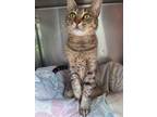 Adopt Snickers a Domestic Shorthair / Mixed (short coat) cat in POMONA