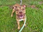 Adopt Latte a Tan/Yellow/Fawn Pit Bull Terrier / Mixed dog in Millersville