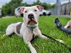 Adopt Rex a White - with Gray or Silver Pit Bull Terrier / Mixed dog in