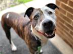 Adopt Tiramisu a Brindle - with White Pit Bull Terrier / Mixed dog in