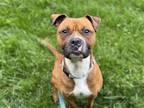 Adopt Johnny Cash a Brown/Chocolate - with White Pit Bull Terrier / Mixed dog in