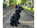 Adopt Rollo a Black Schnauzer (Standard) / Mixed dog in Issaquah, WA (41512547)