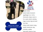 Adopt Jordan a Black Poodle (Standard) / Mixed dog in las vegas, NV (41512541)