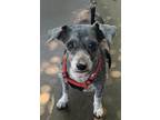 Adopt Frito a Gray/Blue/Silver/Salt & Pepper Toy Poodle / Terrier (Unknown Type