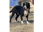 Adopt Mickey a Black - with White Border Collie / Greater Swiss Mountain Dog /