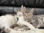 Adopt Grey (bonded) a Gray, Blue or Silver Tabby Tabby / Mixed (short coat) cat