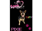 Adopt Pixie a Black - with Tan, Yellow or Fawn German Shepherd Dog / Mixed dog