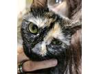 Adopt Molly a Tortoiseshell Domestic Shorthair (short coat) cat in Warren