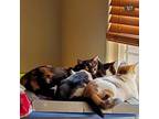 Adopt Rocket, Buttercup, and Biskit a Calico or Dilute Calico Domestic Shorthair