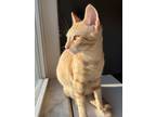 Adopt Chester a Tiger Striped American Shorthair / Mixed (short coat) cat in